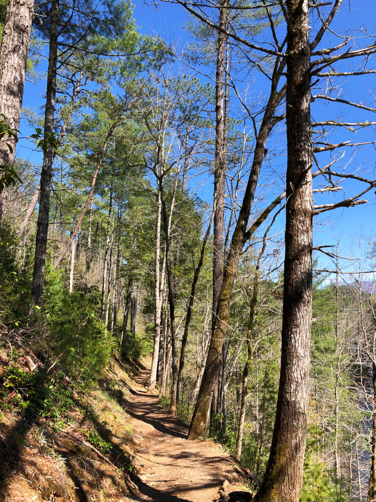 Abrams Falls Trail dirt path through trees in smoky mountains tennessee