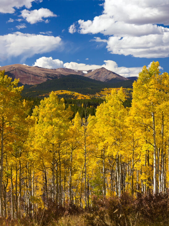 yellow aspen trees with mountains in distance