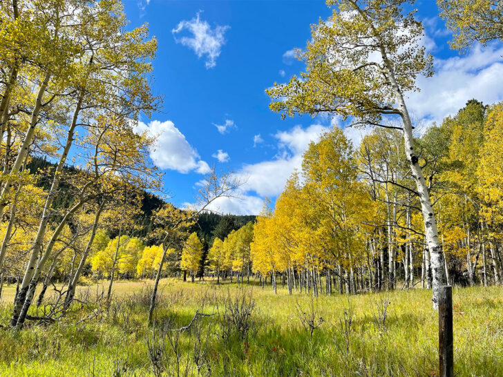 Colorado hiking trails view of yellow aspen trees in field with blue sky near boulder