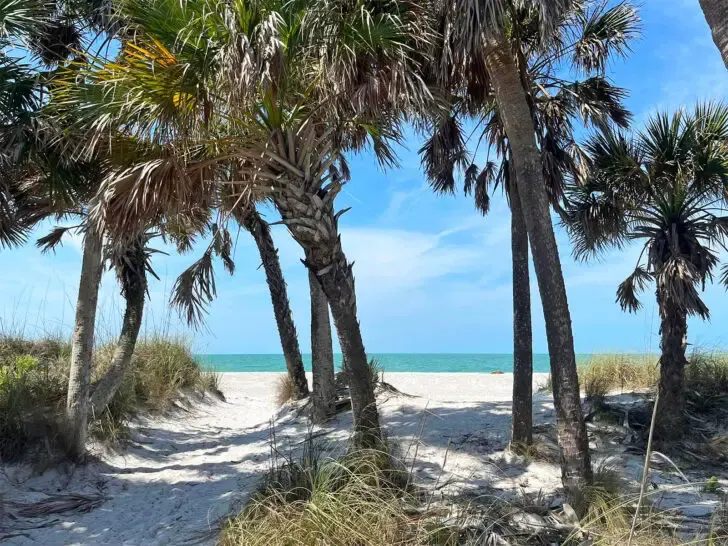 best places to travel in August view of Florida beach through palm trees with ocean in distance