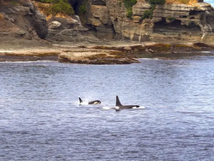 two orcas swimming near San Juan islands Washington august vacation destinations