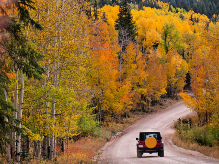 fall drives through Colorado with yellow aspen trees and jeep on road