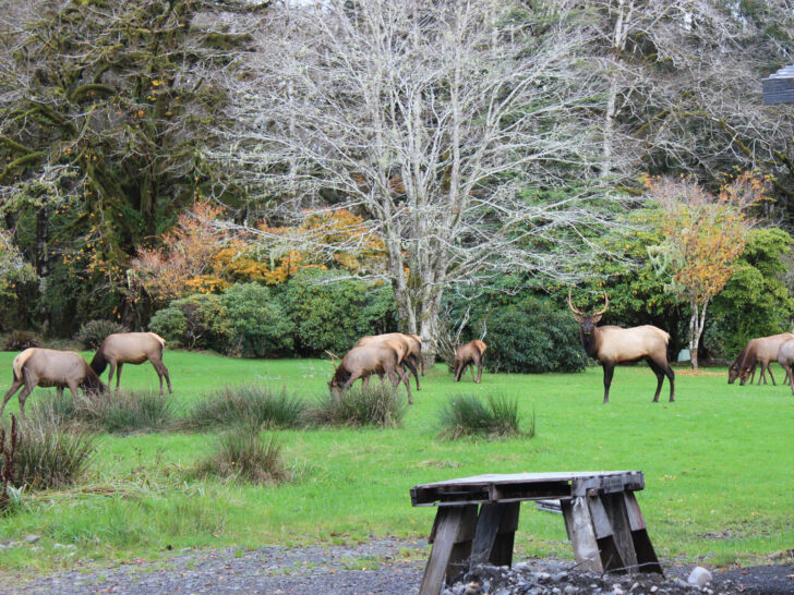 Elk in field with trees and shrubs in distance
