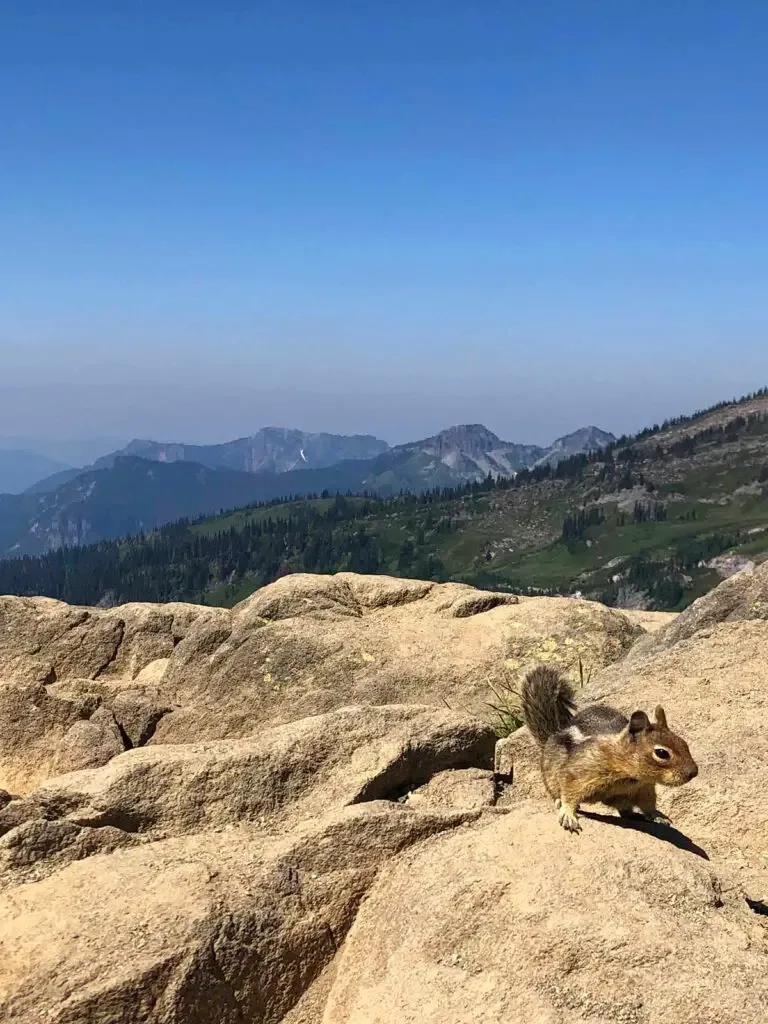 chipmunk on rock with mountains in distance