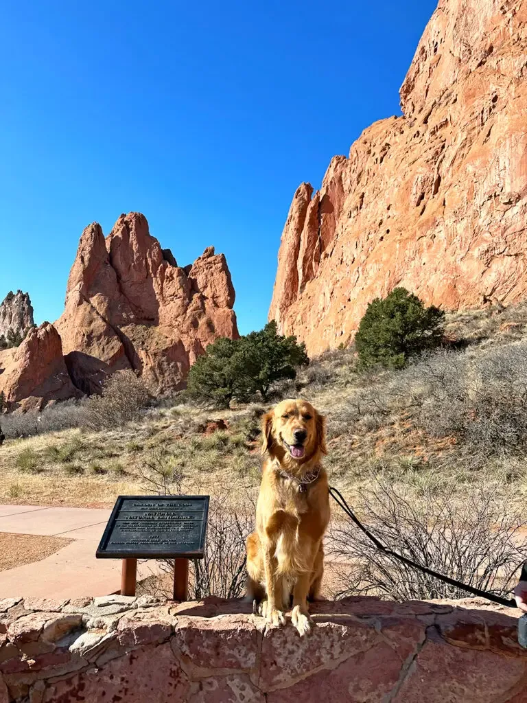 dog sitting on brick wall at Garden of the Gods Colorado Denver to Albuquerque