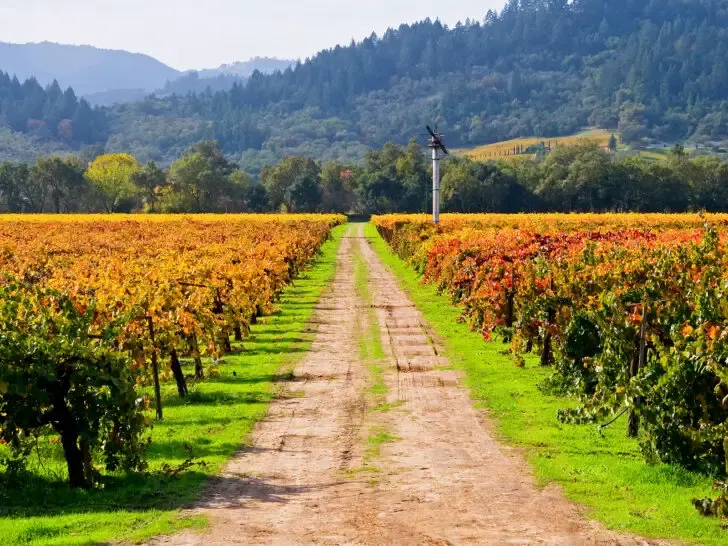 road through vineyard with orange red and green leaves