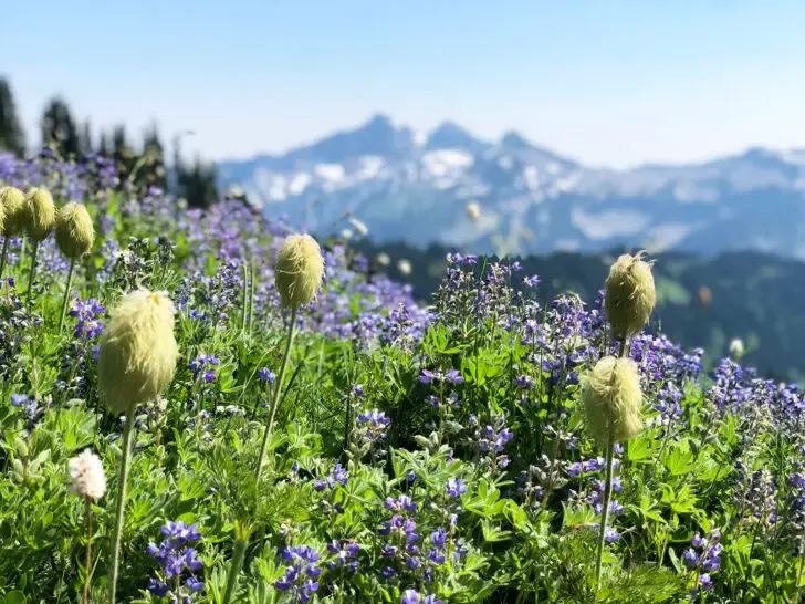 green and purple flowers with mountains in distance