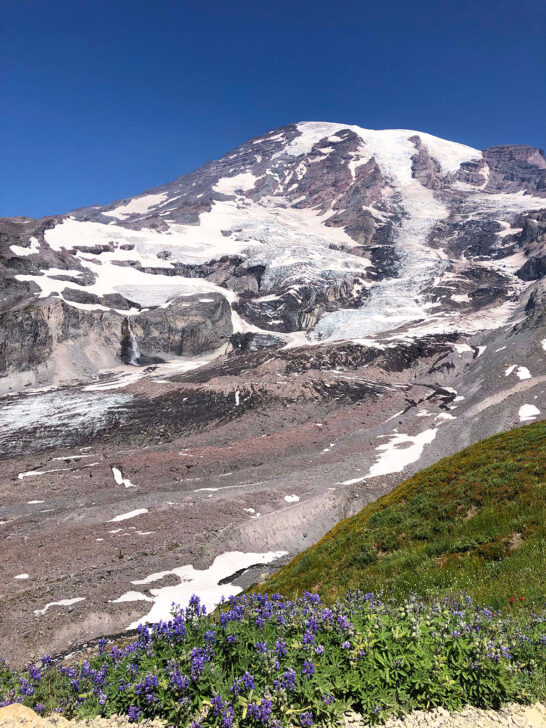 close up of mount rainier from hiking trail with purple wildflowers