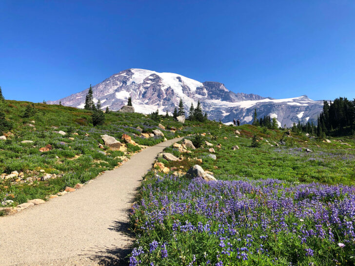 picturesque mountain scene with path through wildflowers to mountain in distance
