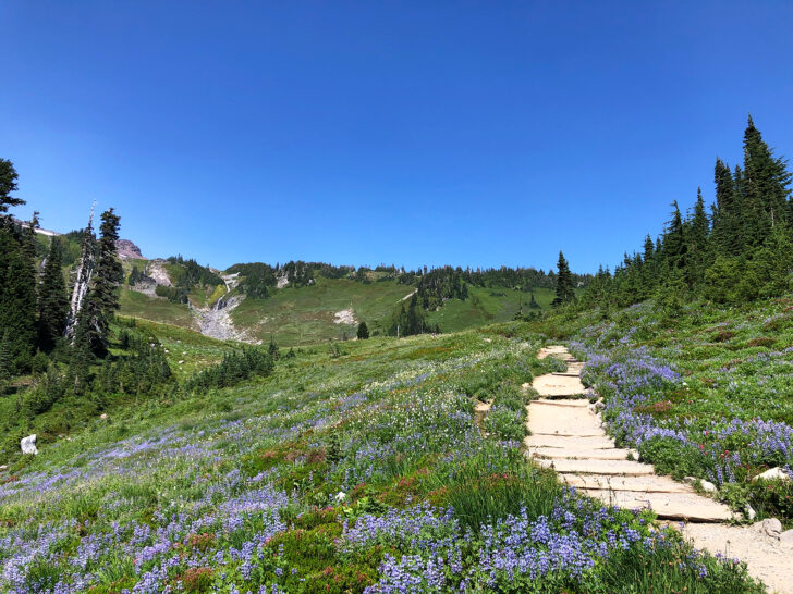 mount rainier wildflower season with hiking path through meadow on mountain hill