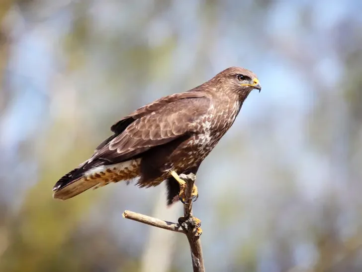 Denver to Albuquerque view of wildlife center with brown falcon on perch