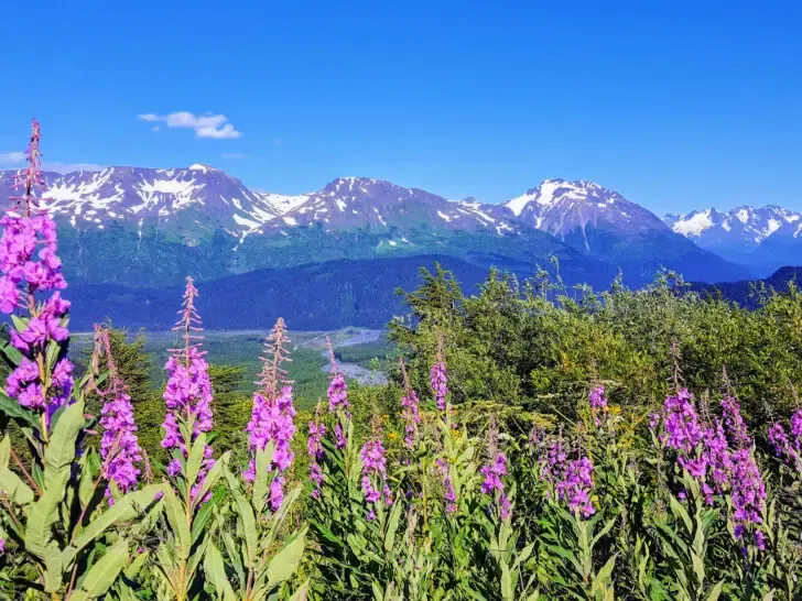 RV vacations view of purple flowers with mountains in distance in Alaska