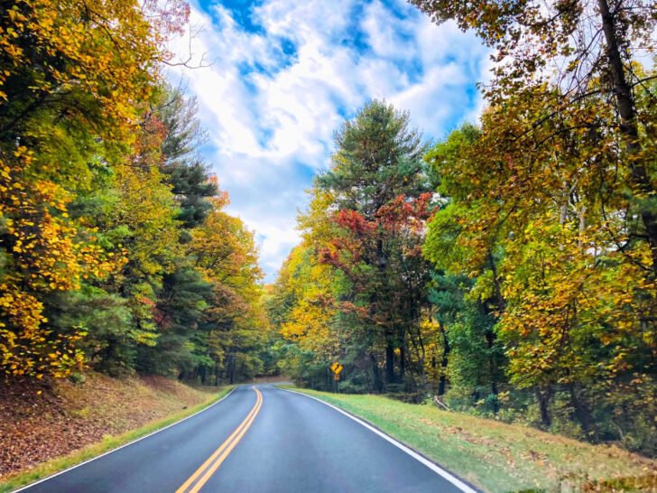 road through colorful fall trees in Virginia