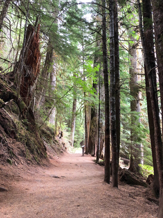 best hiking trails mt rainier view of path through tall trees