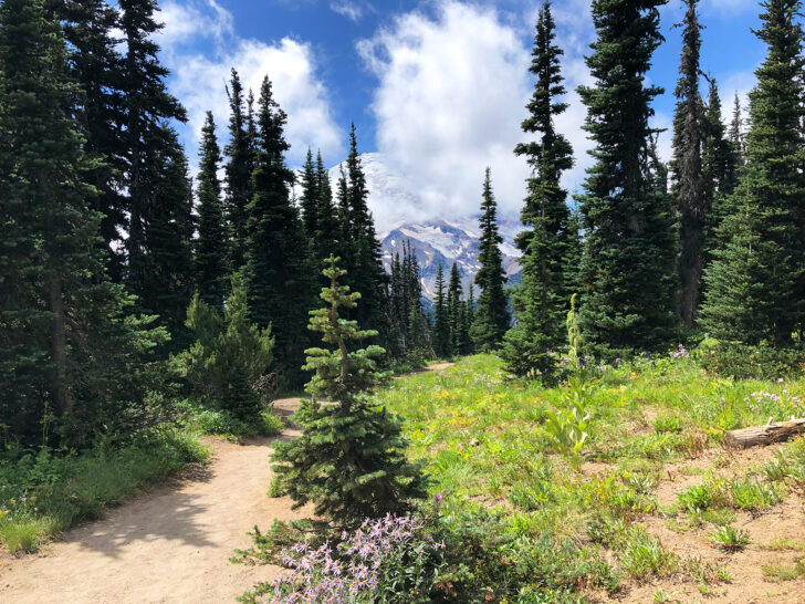 best hike in mt rainier views of large mountain through woods and path in foreground