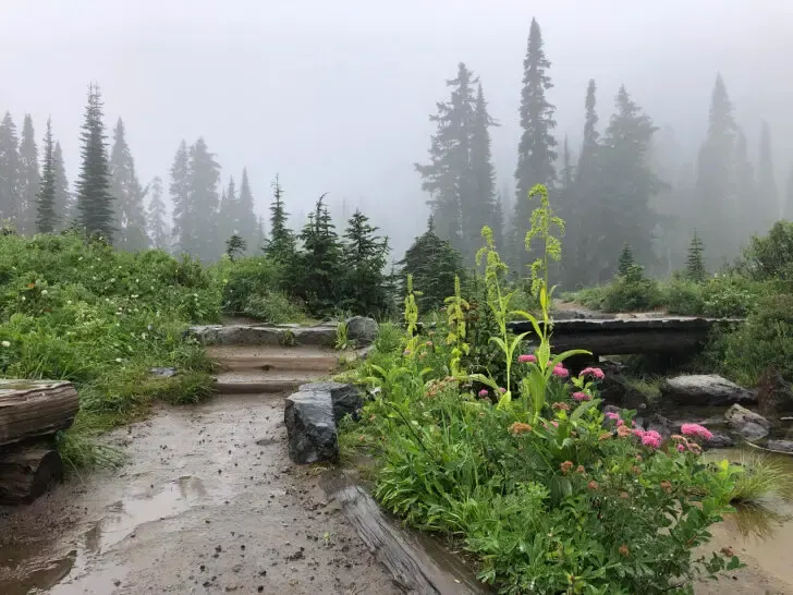 best hik in mt rainier view of muddy trail with greenery and wildflowers in the fog