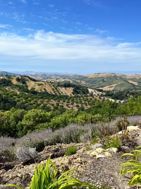 view of hillside with many trees looking into distance at the best warm places to visit in November in USA