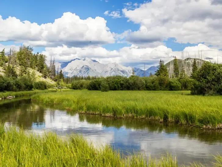 Banff in summer view of river with tall grass and mountains in distance