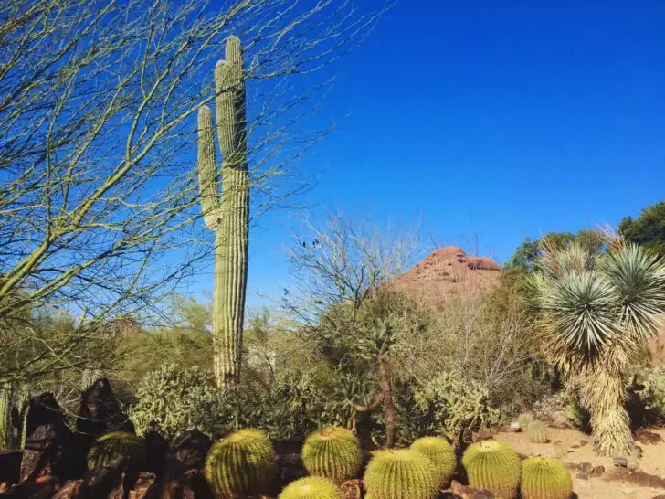 desert scene with cacti and tree best November vacations usa