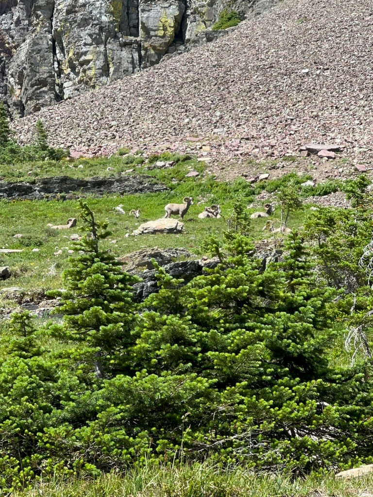 big horn sheep in distance with trees and rocks