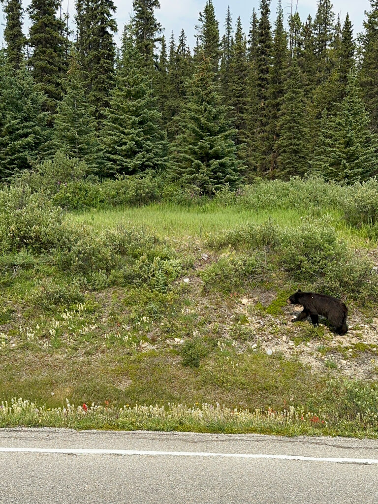 black bear walking on grass along edge of road