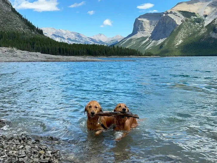 two dogs in lake holding stick on sunny day with mountains surrounding them during Banff summer day
