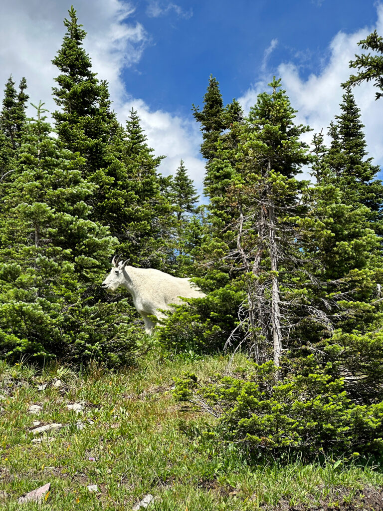 white mountain goat standing near trees