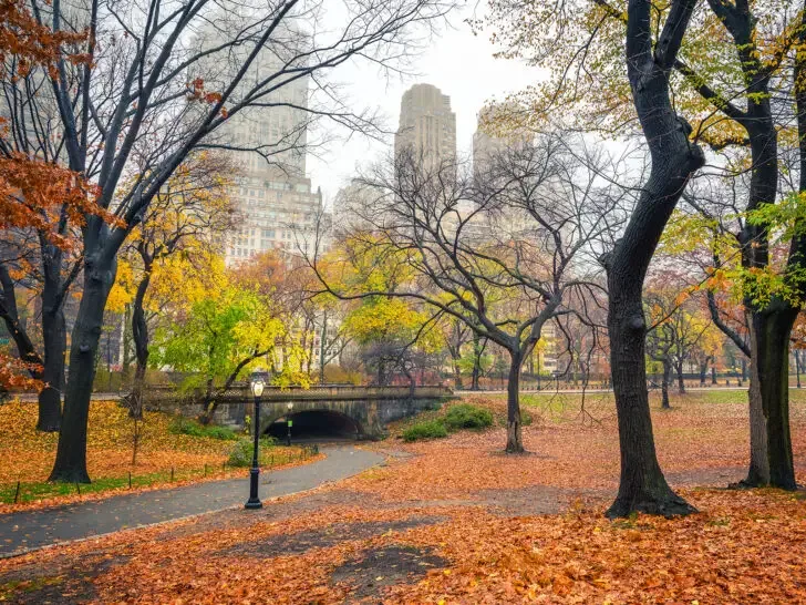 foggy day in New York in the fall leaves on the ground with buildings in distance