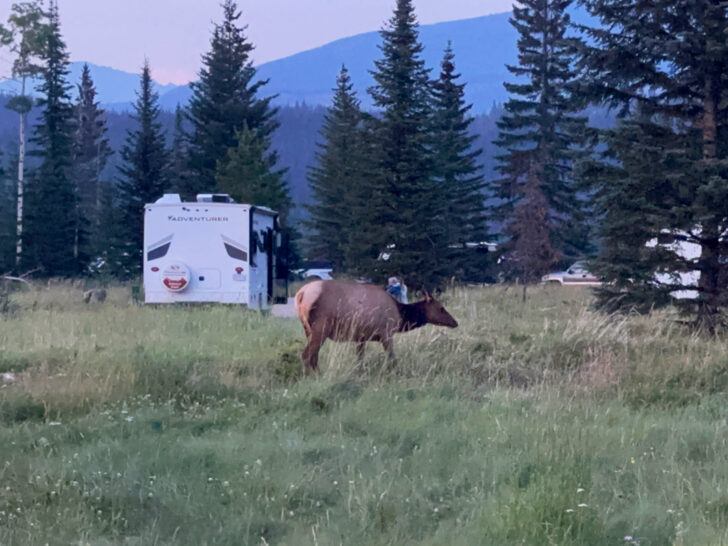 large elk in field with campground in distance driving Icefields Parkway how far is jasper from banff