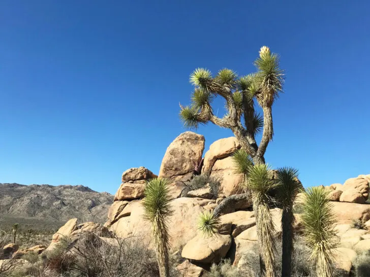 warm winter vacations USA view of trees in desert near Palm Springs California