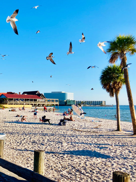 florida beach with birds palm trees and buildings in distance warm winter getaways