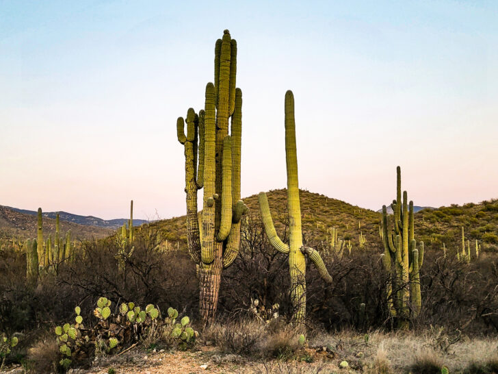 large cacti in arizona desert near dusk
