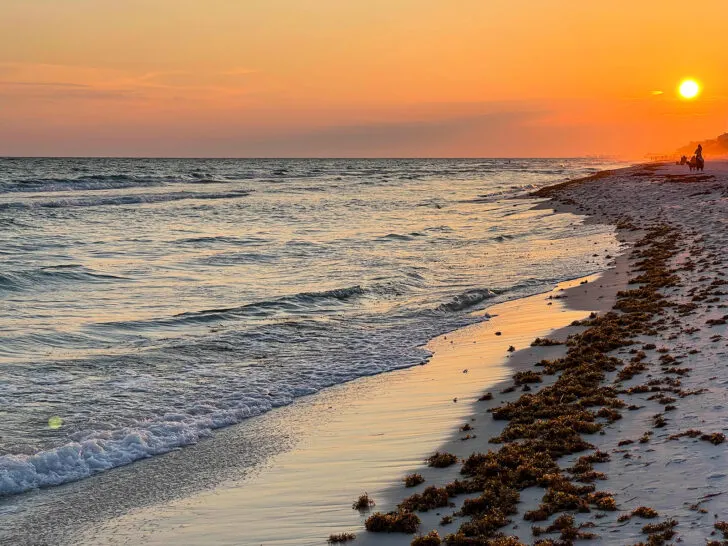 view of beach at sunset with seaweed and ocean waves