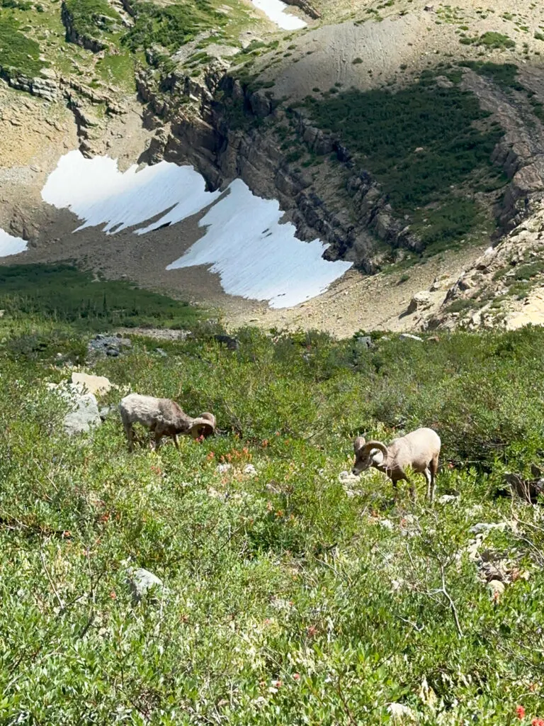 best time to visit glacier national park view of two bighorn sheep in pasture