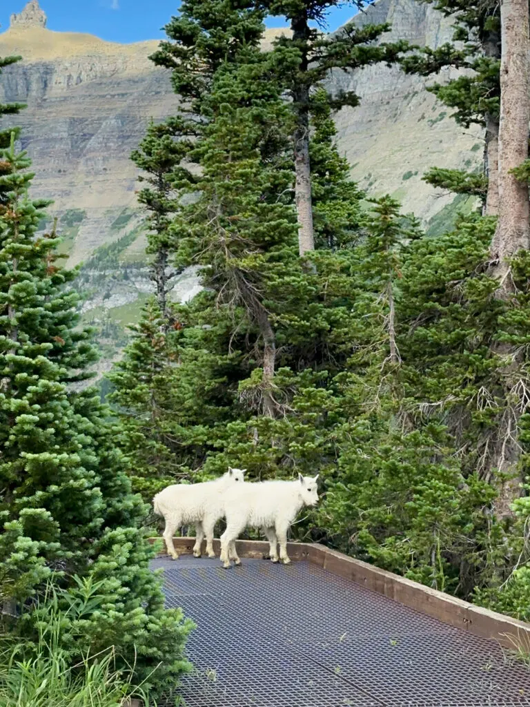 two baby mountain goats on grate with trees surrounding