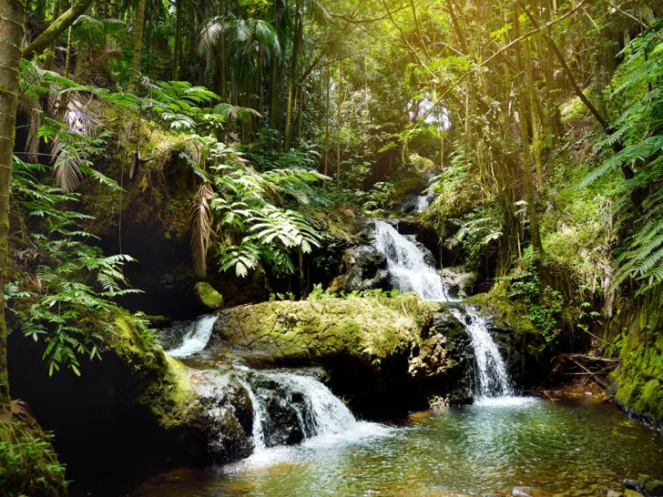 Onomea Falls big island hawaii view of water falling off mossy rocks in jungle landscape
