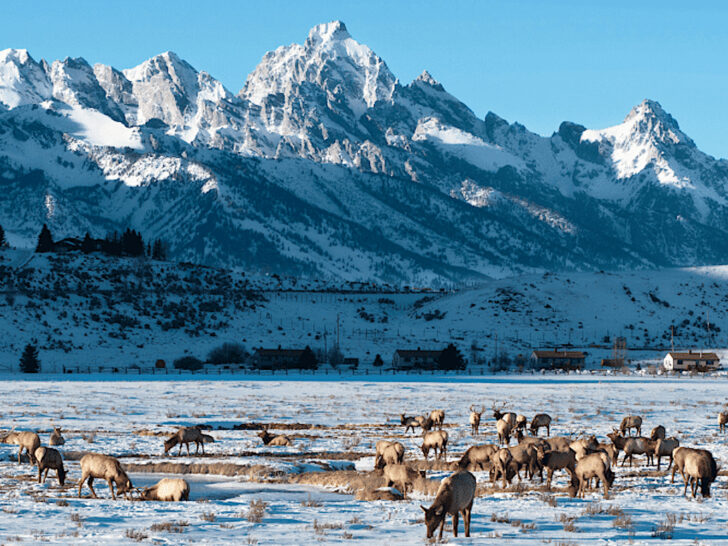 elk in field in front of grand teton national park with snow covering the ground