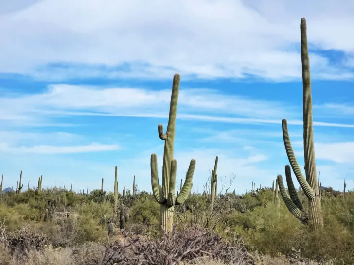 view of large saguaro cacti with blue sky white clouds best national parks to visit in March