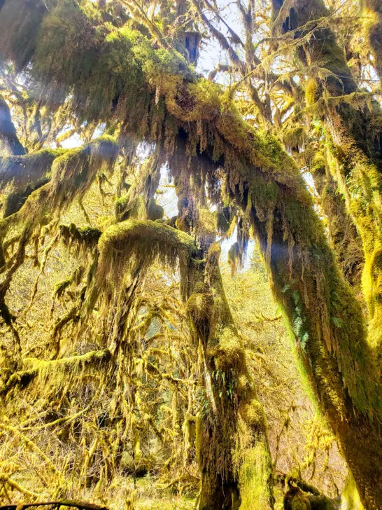 national parks to visit in march view of moss covered trees from below
