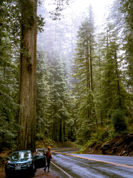 woman standing near car with massive redwood trees surrounding