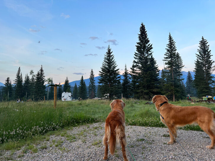 two golden retriever dogs staring in distance at wooded campground