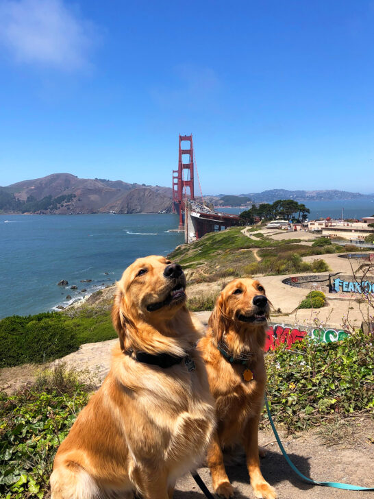 RVing with dogs two golden retrievers with Golden Gate Bridge in background