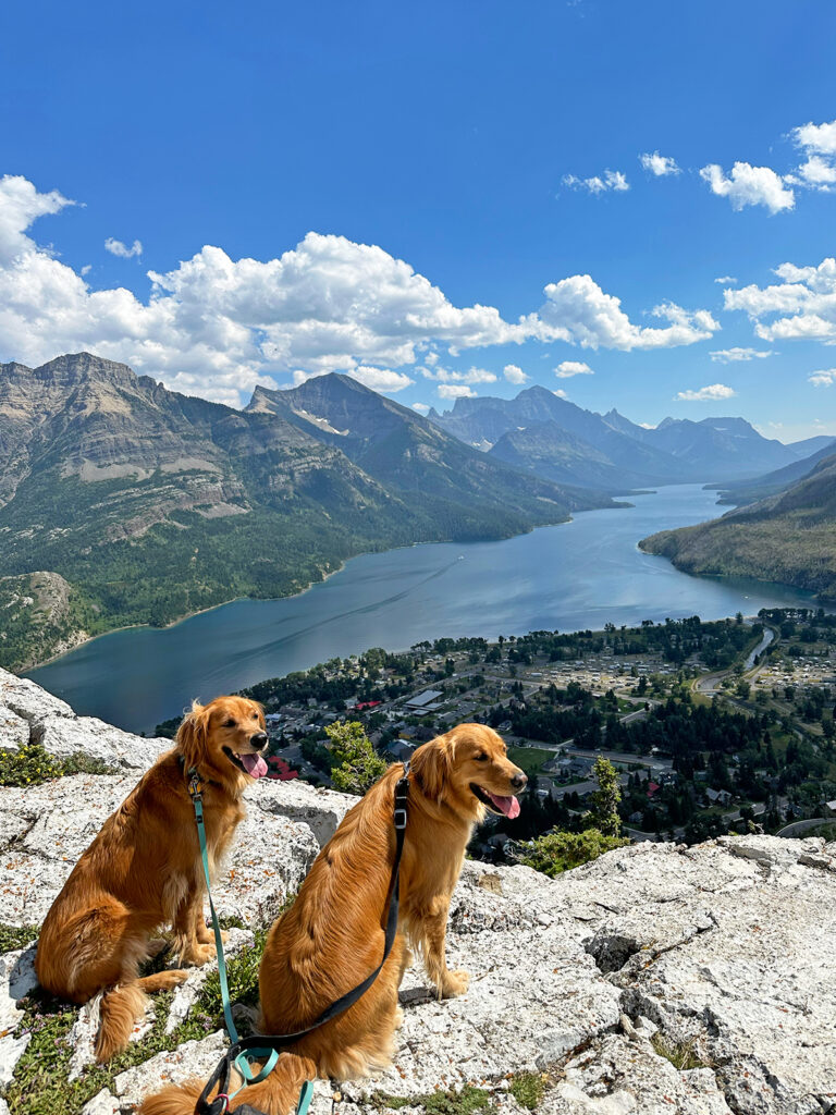 dogs on hiking lookout with lake and mountains in distance on an rv with dogs trip