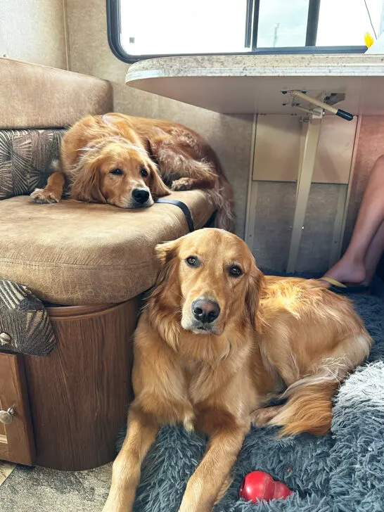 two dogs riding on floor and bench while rving camping
