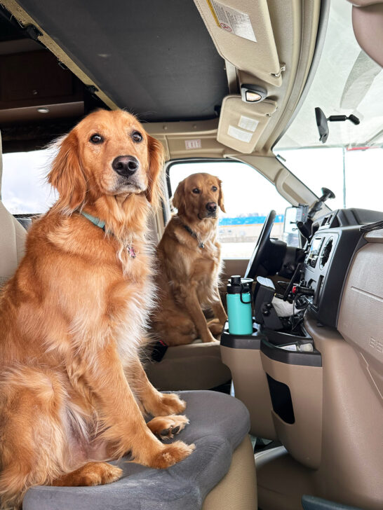 RVing with dogs with two golden retrievers in the drivers and passengers seats