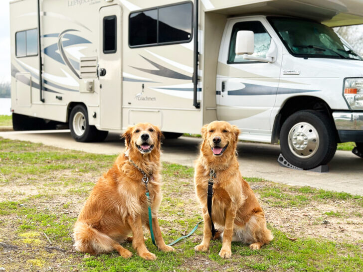 RVing with dogs view of two golden retrievers and motorhome in background