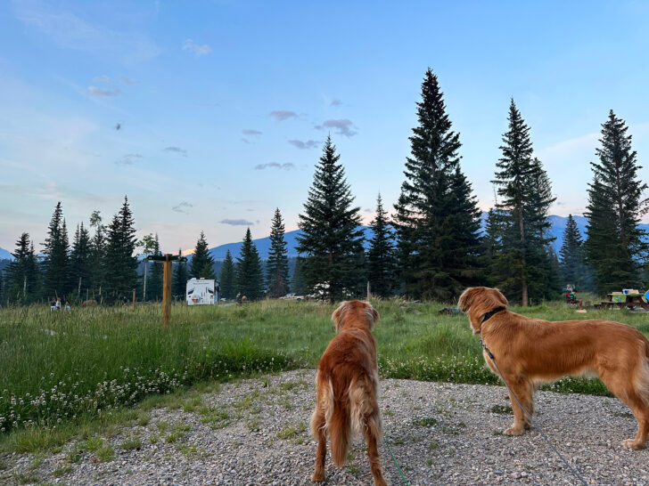 rv with dog view of Goldens looking at elk in distance at campground